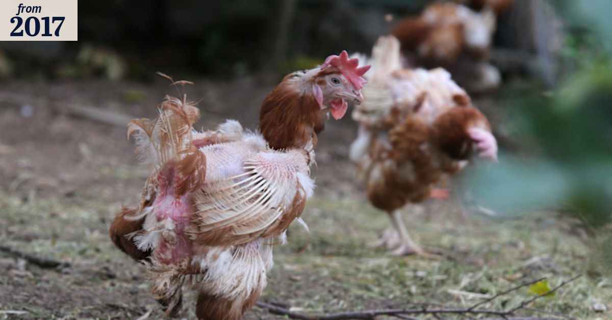 Poultry code review could help unscramble rules allowing cruelty to